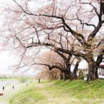 宮城県「一目千本桜」の歴史から見る地元愛。桜の開花状況やおすすめ鑑賞スポット
