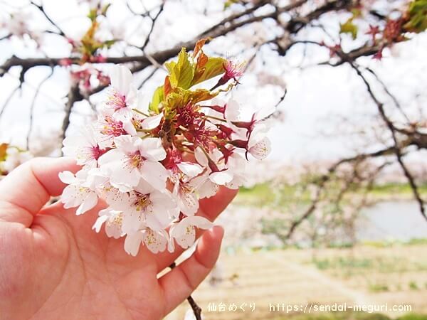 宮城県「一目千本桜」の開花状況