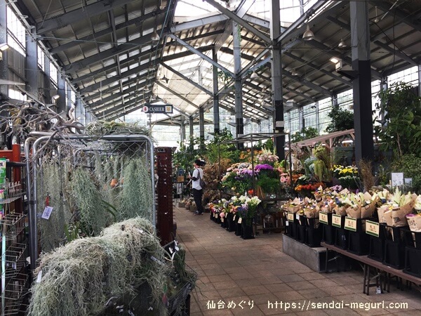 仙台の大型ガーデニングショップ ガーデンガーデン で欲しかった観葉植物を購入してみた 仙台めぐり