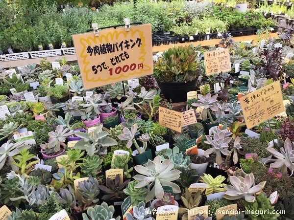 仙台の大型ガーデニングショップ ガーデンガーデン で欲しかった観葉植物を購入してみた 仙台めぐり 宮城仙台の魅力を伝える観光メディアブログ