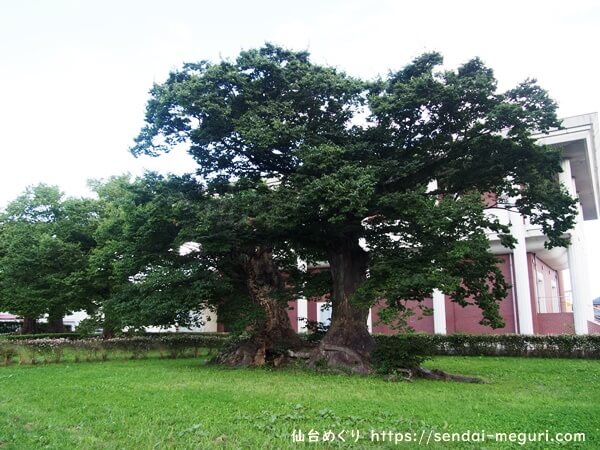 旧金成小学校校舎の樹齢600年のケヤキ