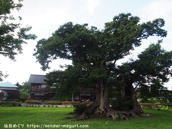 旧金成小学校校舎の樹齢600年のケヤキ
