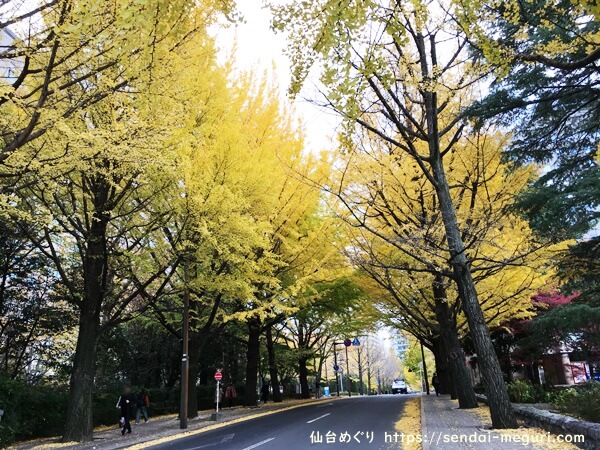 仙台の街中で紅葉散策　県庁前のイチョウ並木
