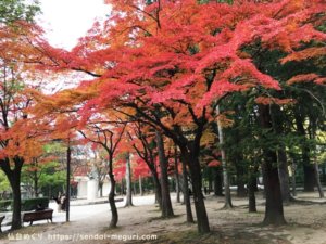 仙台の街中で紅葉散策