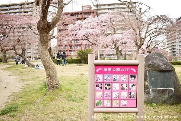 2020年仙台の桜の開花