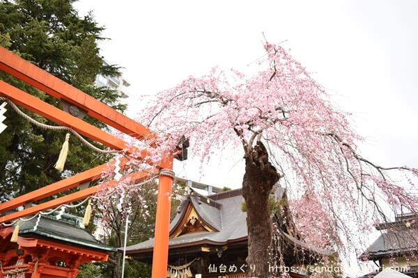 2020年仙台の桜の開花