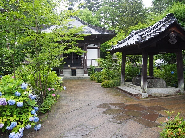 仙台の資福寺の紫陽花