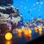 【2020】仙台うみの杜水族館「ナイトアクアリウム」開催！幻想的な夜の水族館を満喫